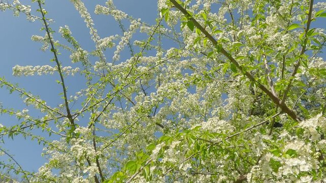 Сamera takes off from the green grass moving up between branches covered with white flowers on a blooming Mahaleb cherry (Prunus mahaleb) in blue sky background