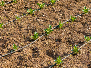 Young plants growing with drip irrigation system in dry soil agriculture