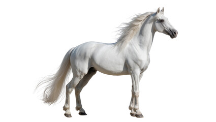 Majestic white horse with flowing mane and tail, isolated on transparent background © Lukas