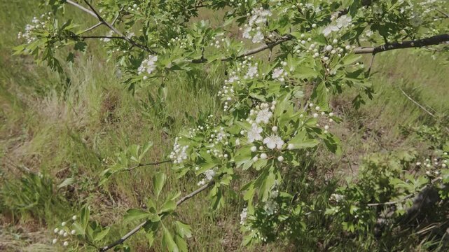 Blossoming Hawthorn tree covered with white flowers and buds on a background of greenery