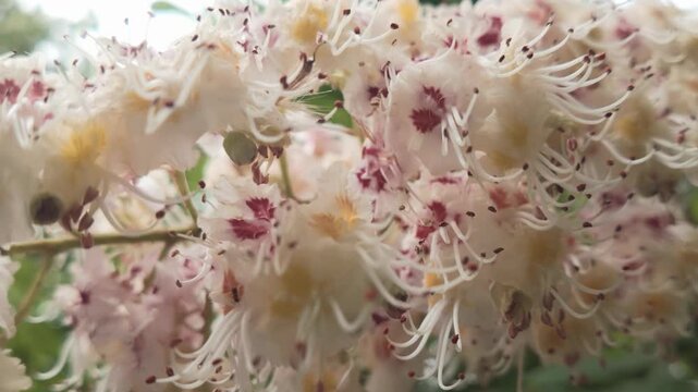 Close-up details of flowers on blooming horse chestnut tree, her inflorescence sways in the wind against its green leaves 