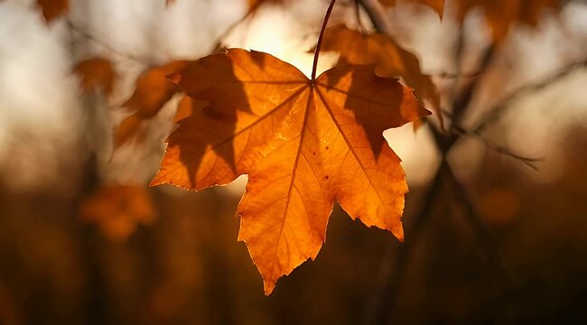 Golden autumn maple leaf in sunset light, vibrant orange fall foliage on tree branch, warm seasonal nature background for cinematic transitions