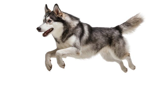 Siberian Husky dog running with open mouth, isolated on transparent background