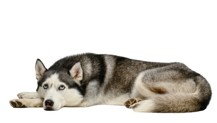 Siberian Husky dog lying down looking sad, isolated on transparent background © Lukas