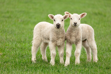 Obraz premium Lambing time in the Yorkshire Dales, UK. Two young lambs in early Springtime, facing front in green grass field with clean, green background. Horizontal. Copy space
