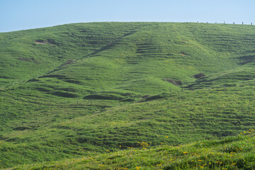 Naklejka premium Rolling Green Hillside with Natural Grass Texture