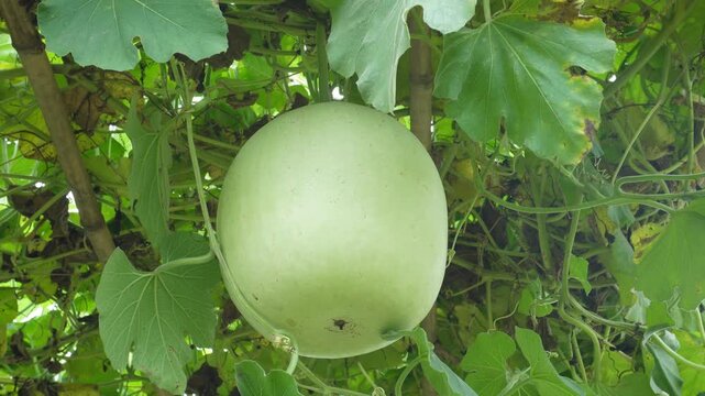 Round Bottle Gourd or Lauki Dudhi