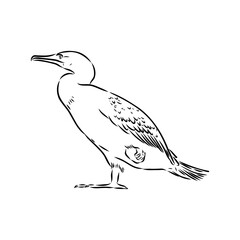 Fototapeta premium cormorant bird, vector sketch