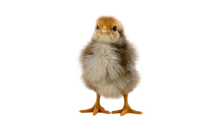 Obraz premium Fluffy brown and yellow chick standing, isolated on transparent background