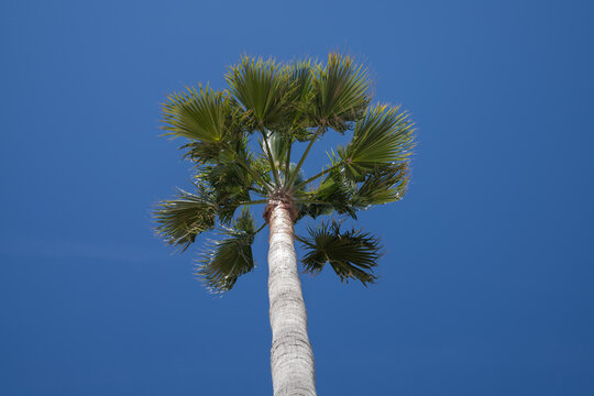 Palmera vista desde plano nadir