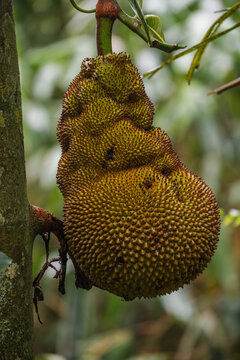 Large Jackfruit Hanging from a Tropical Tree