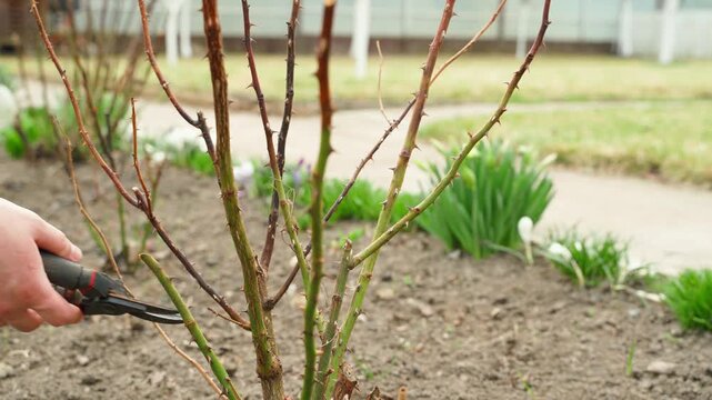 Gardener pruning frost-damaged rose branches with secateurs on flower bed winter rose care