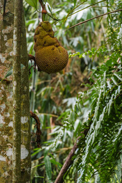 Large Jackfruit Hanging from a Tropical Tree
