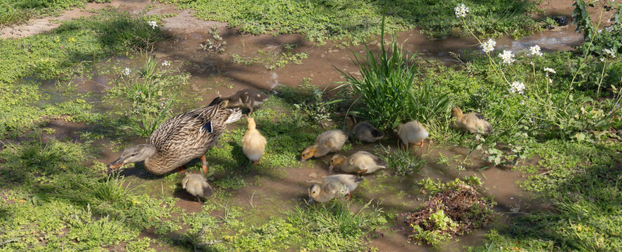 Madre Pato con sus patitos