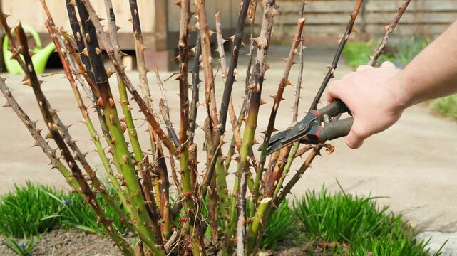 Hand pruning frost-damaged rose branches with secateurs spring flower bed cleanup of dead plants