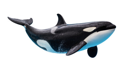 Orca whale with black and white markings, isolated on transparent background © Claudia