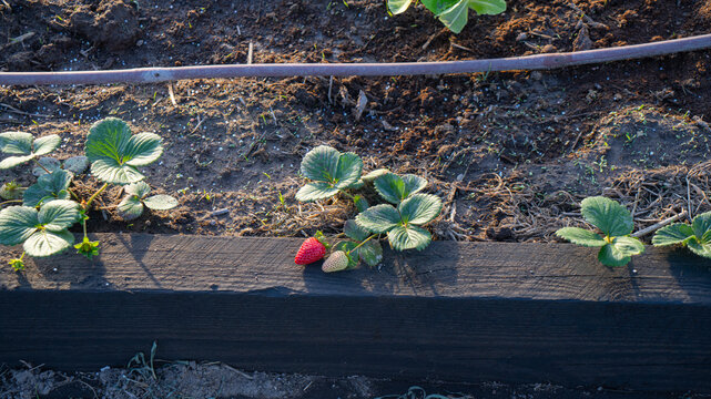 Fresas en el huerto