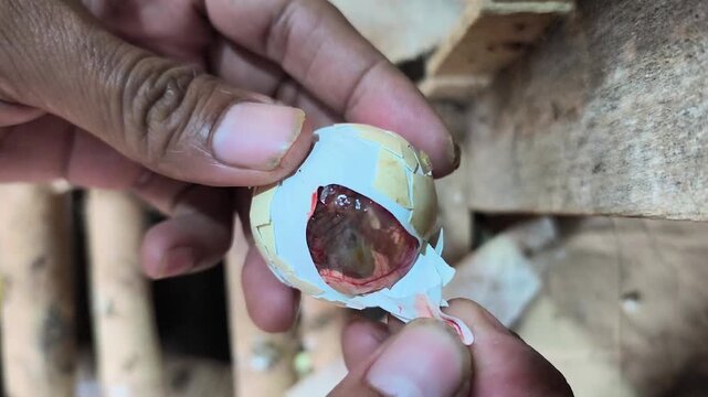 opening an eggshell containing a newly hatched chick
