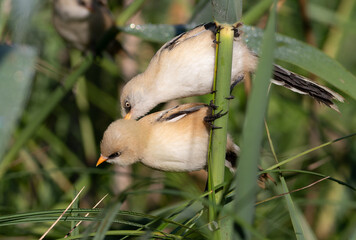 Pair of young male Bearded Tits interacting on a reed branch with morning dewdrops © Юрій Балагула