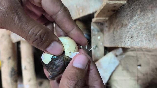 helping to break the eggshell of newly hatched chicks