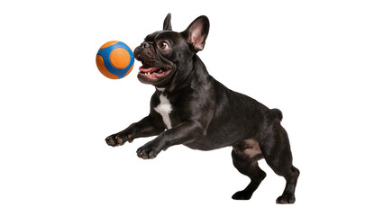 Black French Bulldog jumping to catch a blue and orange ball, isolated on transparent background © Claudia