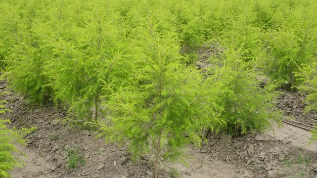 Golden Bottle Brush plants