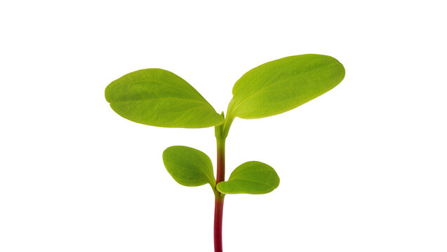 Young green seedling with two sets of leaves, isolated on transparent background