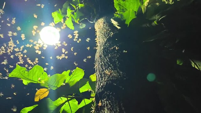 winged termites or alates, flying around trees and light sources, at night