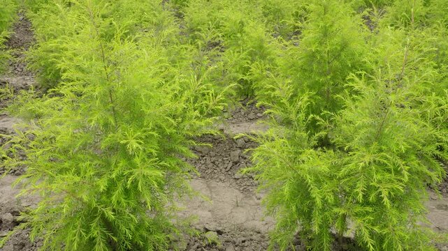 Golden Bottle Brush plants swaying in a sunny field