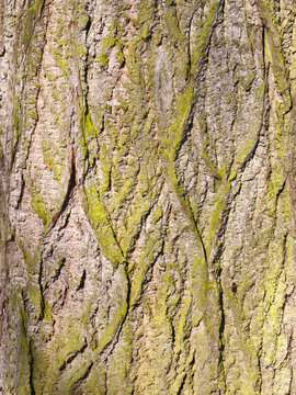 The structure of the bark of the Maple tree.