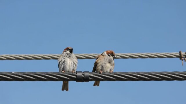 Two sparrows perched on wires against a clear blue sky.