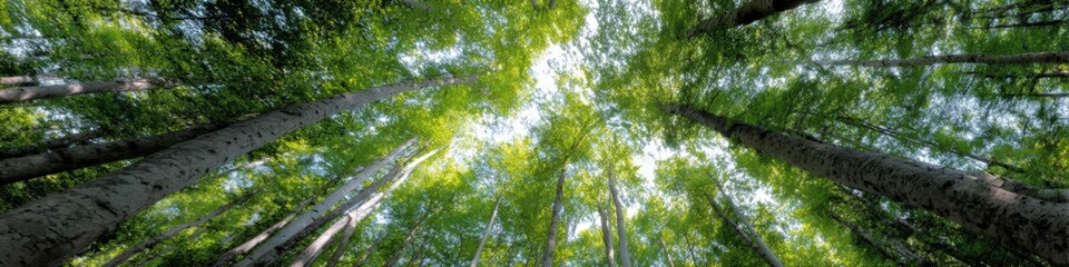 Fototapeta premium Tall green forest canopy treetops sunlight leaves birch maple trunks perspective upward sky