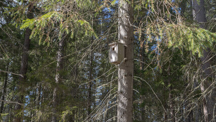 Fototapeta premium Wooden birdhouse attached to a pine tree in a dense forest setting