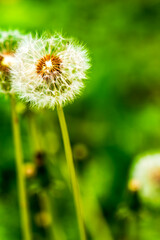 Fototapeta premium dandelion