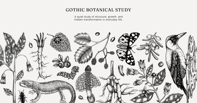 Vintage forest banner design. Natural history background. Poisonous plants, insects and birds hand-drawn vector illustration. NOT AI generated 