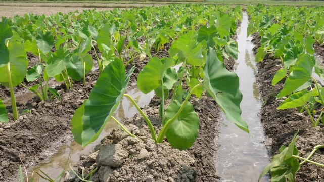 Field of taro plants