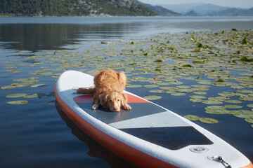 A Nova Scotia Duck Tolling Retriever leans forward from the board to inspect lily-covered water. Calm lake and green vegetation surround the dog. © Anna Averianova