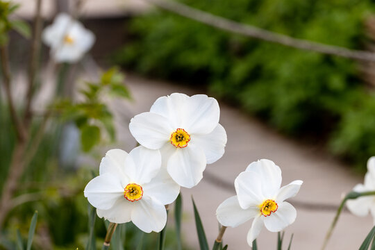 Close-up of white narcissus flowers (Narcissus poeticus) in spring garden. Beautiful daffodils against green bokeh background.