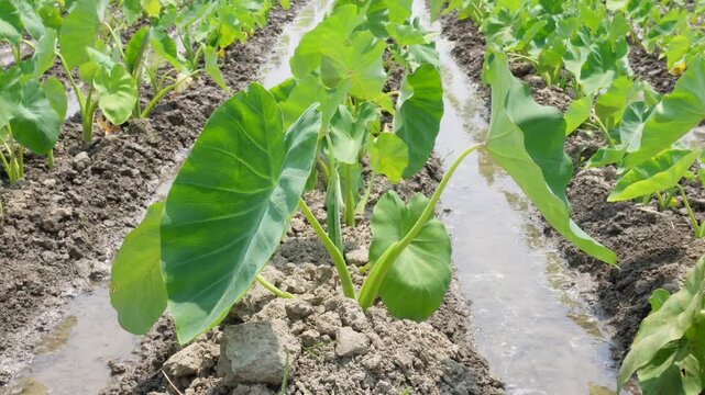 Taro plant also known as arbi or eddoe in field