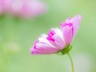 Obraz premium コスモス。ピンクのシーシェル。秋の公園や花壇を彩るコスモスのある風景。背景。自然風景素材。