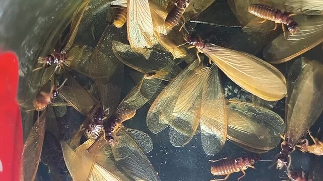 termite colony trapped in a glass bowl