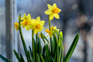 Obraz premium Beautiful Spring banner with fresh yellow daffodil flowers grow in pot on windowsill