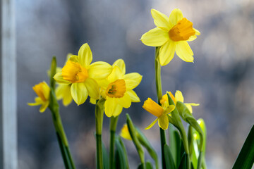 Obraz premium Beautiful Spring banner with fresh yellow daffodil flowers grow in pot on windowsill