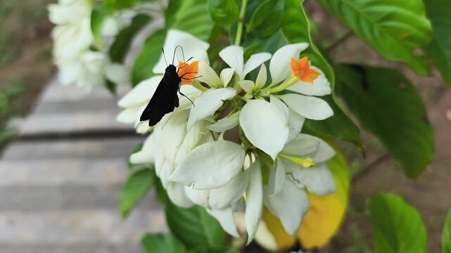 The Grass Skipper butterfly sucks flower nectar.