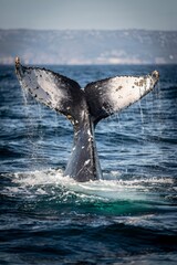 Fototapeta premium Humpback Whale Tail Lifting Out of Deep Blue Ocean Water 
