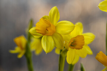 Fototapeta premium Beautiful Spring banner with fresh yellow daffodil flowers grow in pot on windowsill