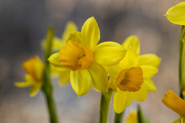 Obraz premium Beautiful Spring banner with fresh yellow daffodil flowers grow in pot on windowsill