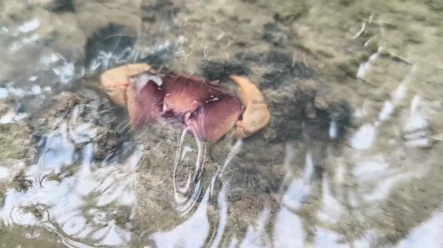 crab or Gecarcinucodea, hiding in the rice field mud