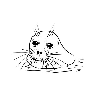 Baikal seal, vector sketch