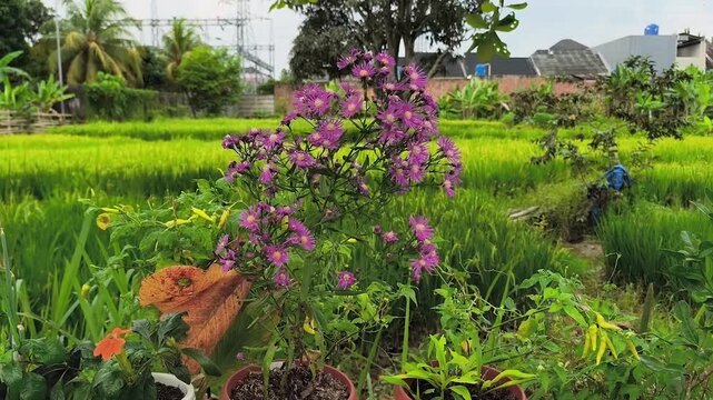 cultivation of Aster flowers or Aster amellus
